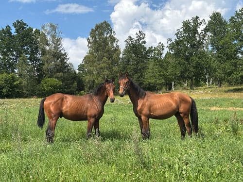 Bild av Din nästa dressyrhäst