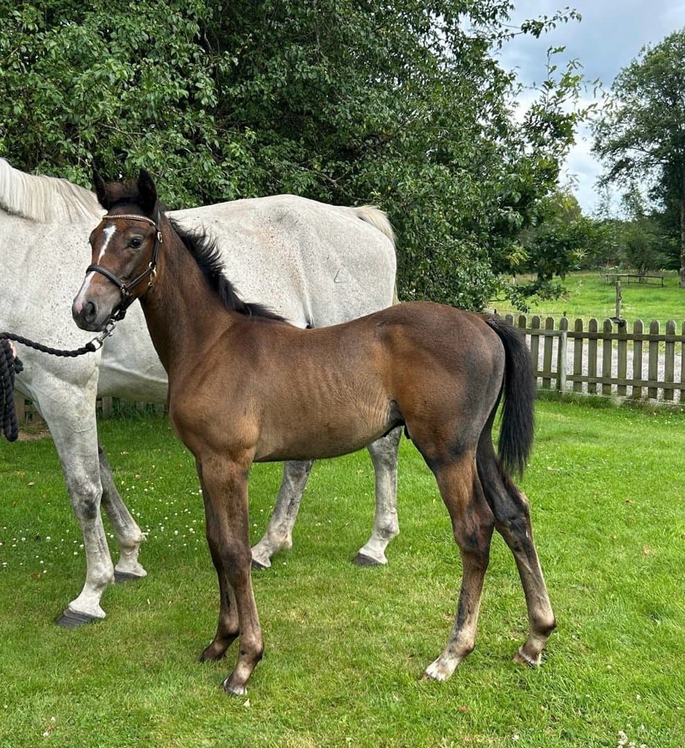 Bild 1 av Lucky Man M