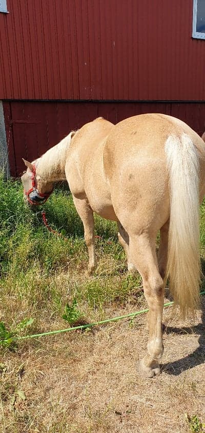 Inlägg 6 av Quarterhäst med titeln Vardagslyx när det är varmt ☀️