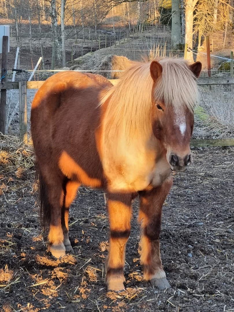 Bild 1 av Grimnir från toarps sjögården