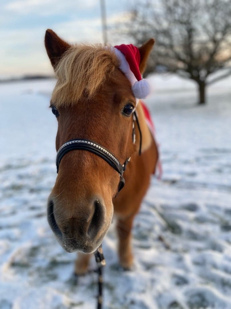 Image 1 of Simsalabim