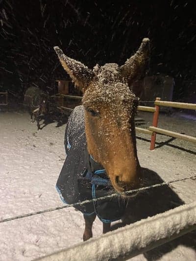 Inlägg 3 av Mula med titeln Bruno snö ⛄️ 🥀