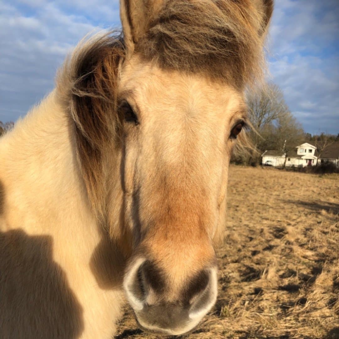 Bild 1 av Blúnda frá sölvholti