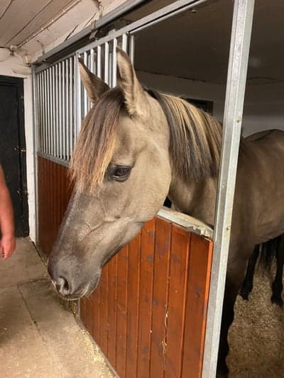 Post 9 of Kiger Mustang with title Välkommen 