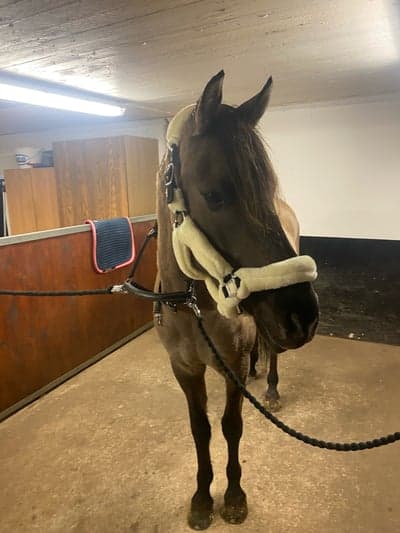 Post 7 of Kiger Mustang with title 6 månader 