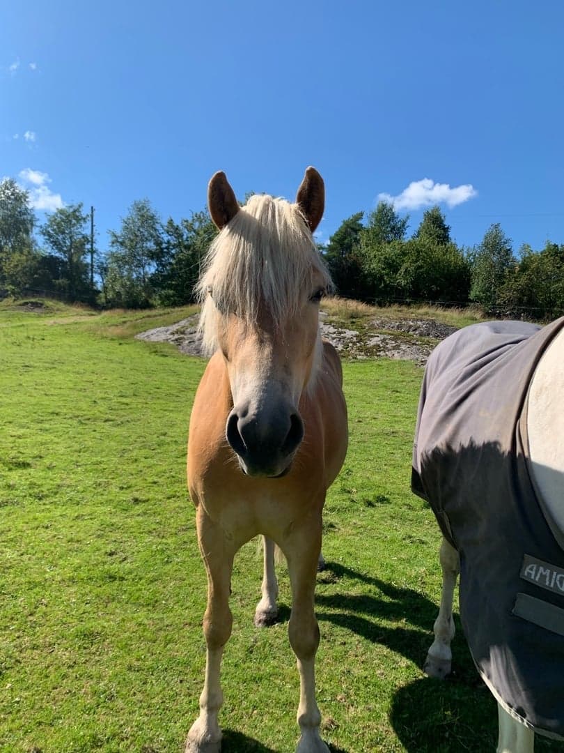 Image 1 of Ragazza Gold