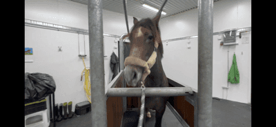 Inlägg 12 av Lusitano med titeln Rebell kastrerades