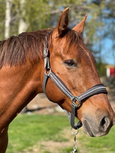 Inlägg 20 av Lusitano med titeln Rebujitos 5 års dag ❤️