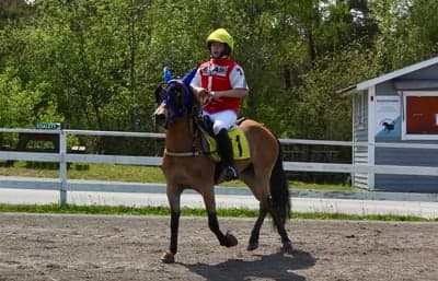 Ponnytrav 