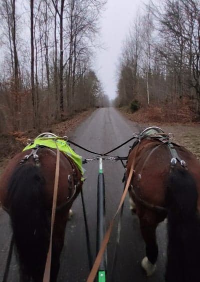 Inlägg 31 av Sportkörning med titeln Huvudlösa hästar