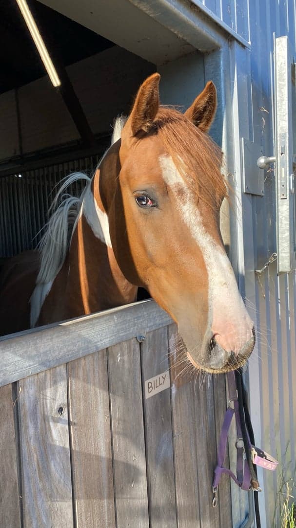 Image 2 of Swoppans Billy Blue
