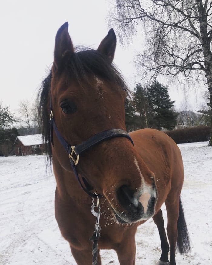 Media 1 av Wilgot Whisper