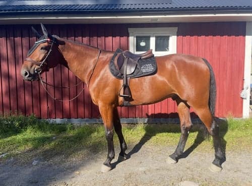 Bild av Världens snällaste valack❤️