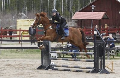 Inlägg 9 av Engelskt Fullblod med titeln Hopptävling 