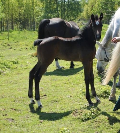 Bild av Ettårigt SWB sto med lovande hoppstam