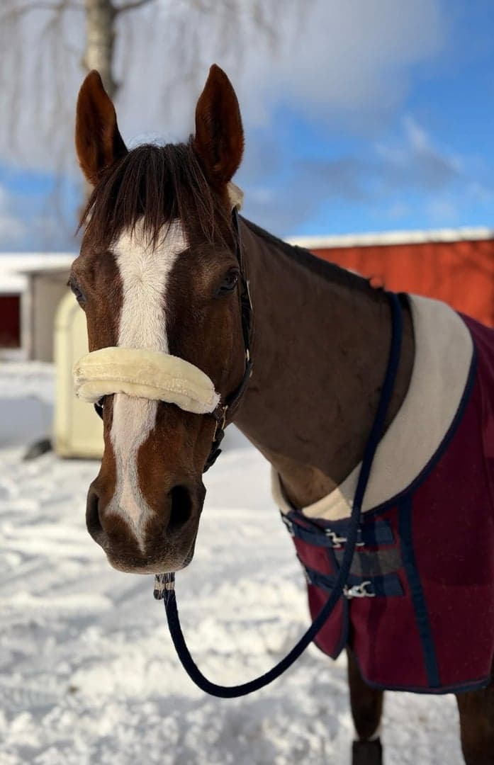 Bild 3 av Aughavannon Margurite