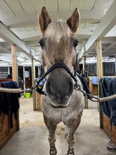 Inlägg 22 av Haflinger med titeln Bankis❤️