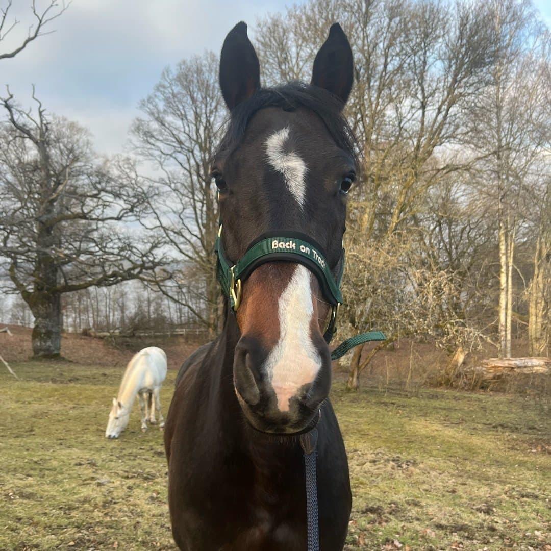 Bild 1 av Chabako van de rietvenne