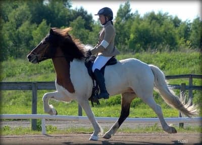 Inlägg 19 av Island med titeln Kurs i Gaedingakeppni