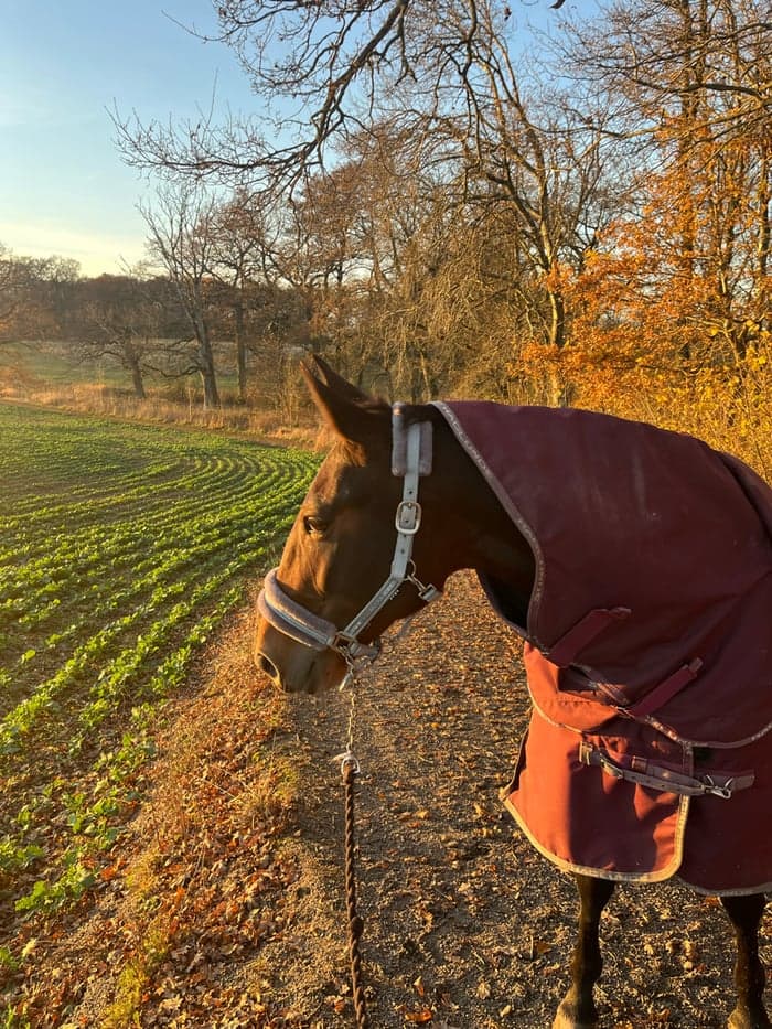 Media 2 av Betty b.j