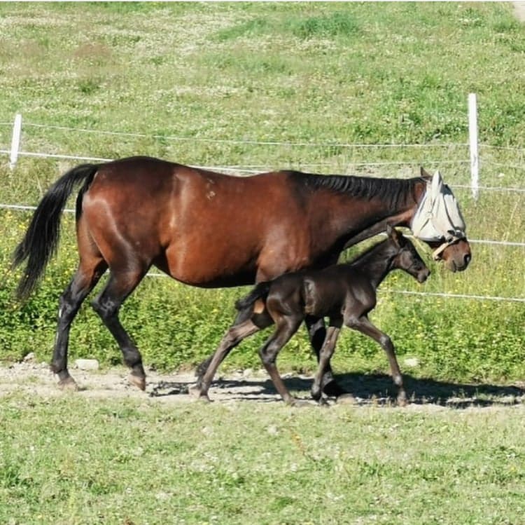 Bild 1 av Runaway Rick