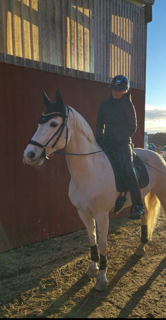 Bild 1 av Derryeigther merlin