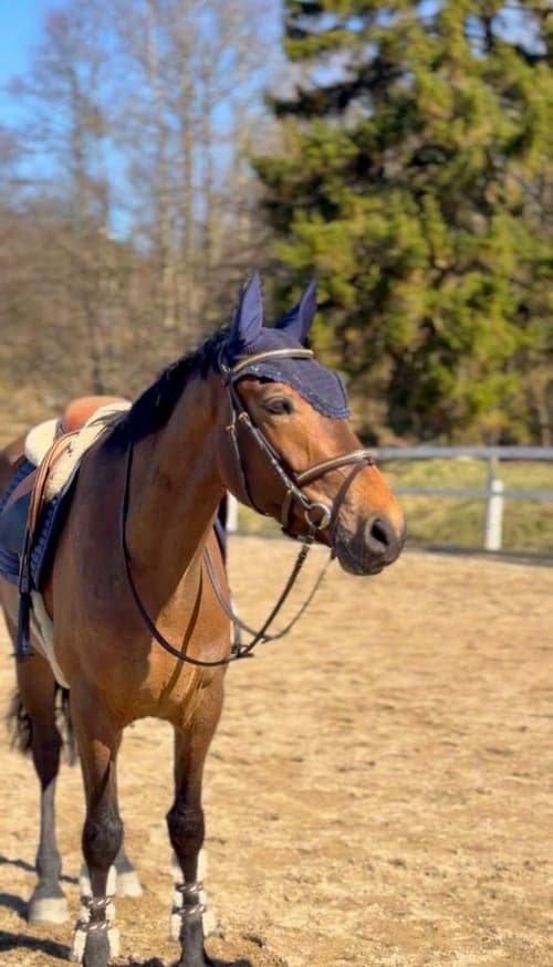 Bild av Snäll och okomplicerad valack