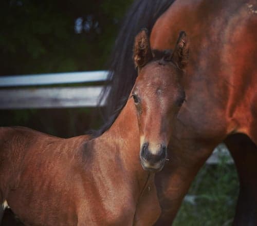 Image of Fantastiskt spänstig & rörlig valack med mycket god exteriör