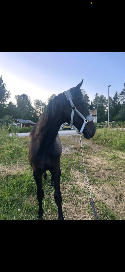 Media 8 av Blacktown Elwis