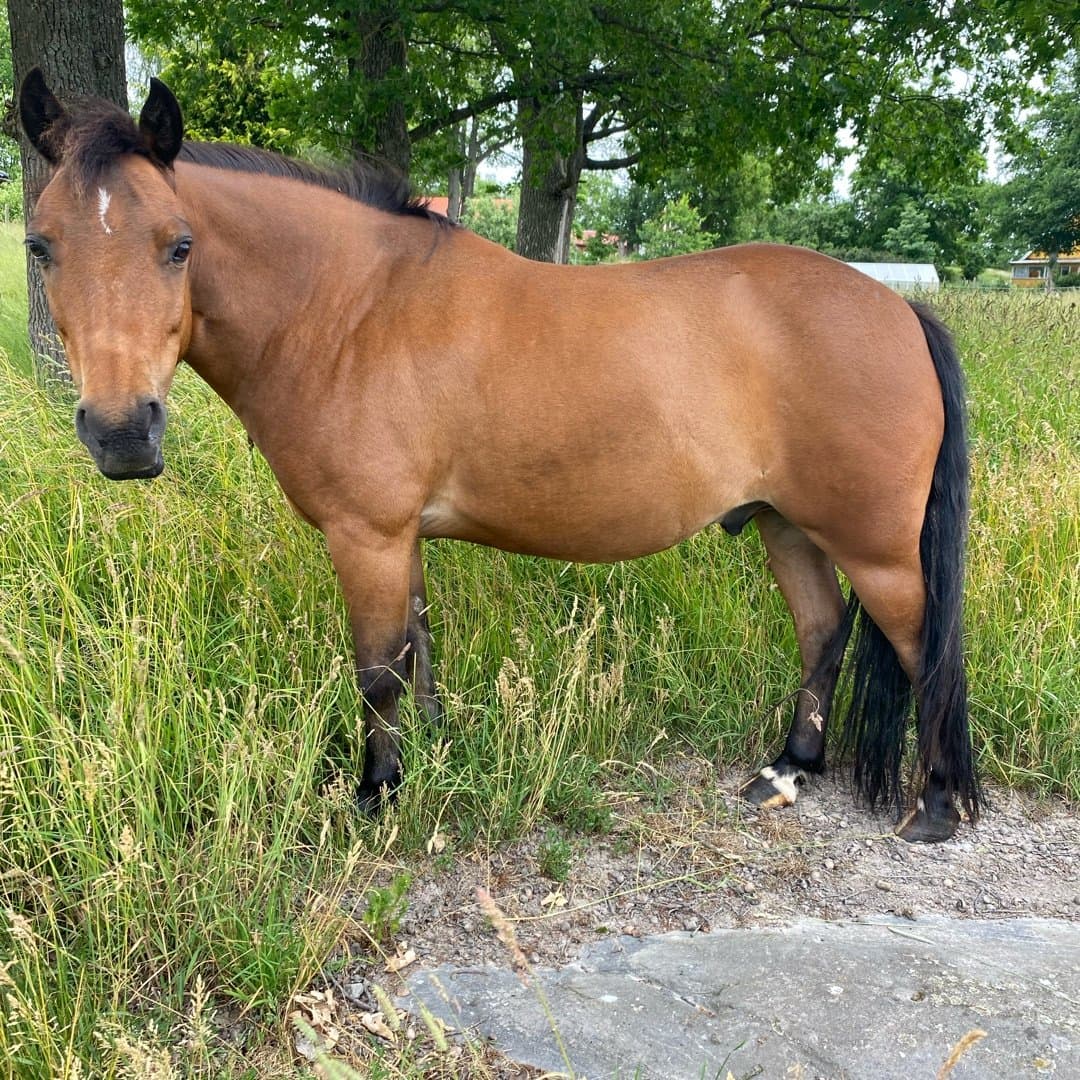 Bild 1 av Lilleman