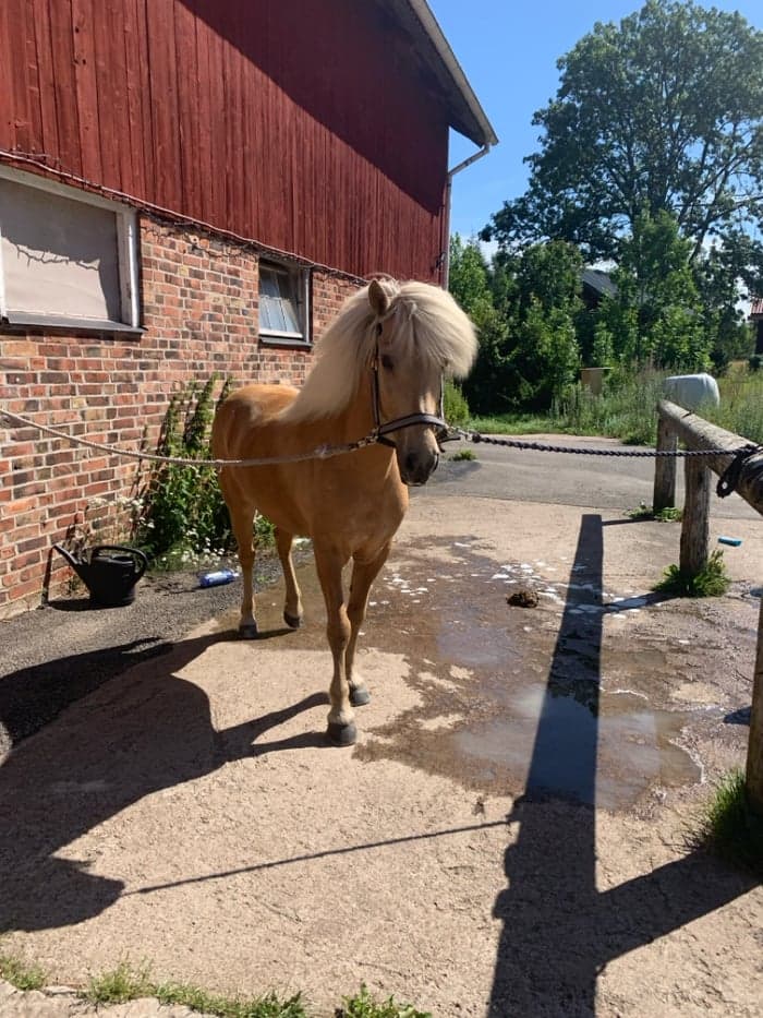 Media 2 av Epona Från Gunnarsbo