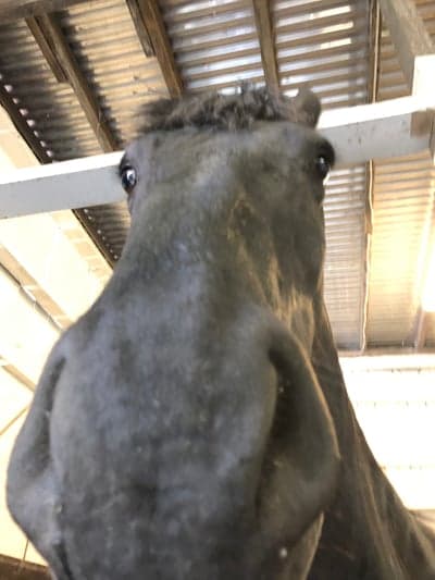 Post 1 of Friesian Horse with title Bra profilbild! 😅