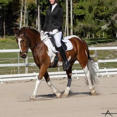 Inlägg 31 av Dressyr med titeln Dressyr (Bengtsfors)