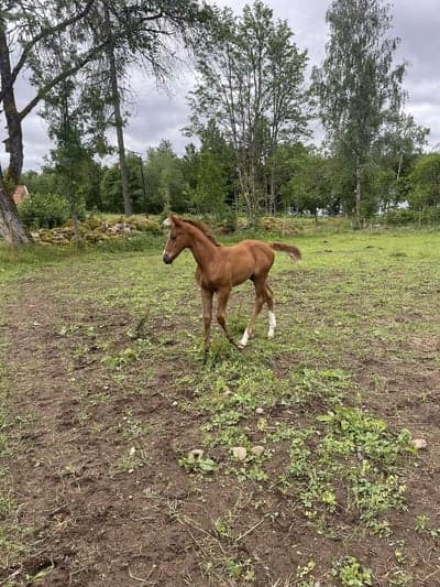 Inlägg 127 av Allround