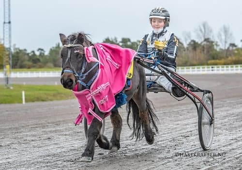 Bild av Inkörd och inriden shettis