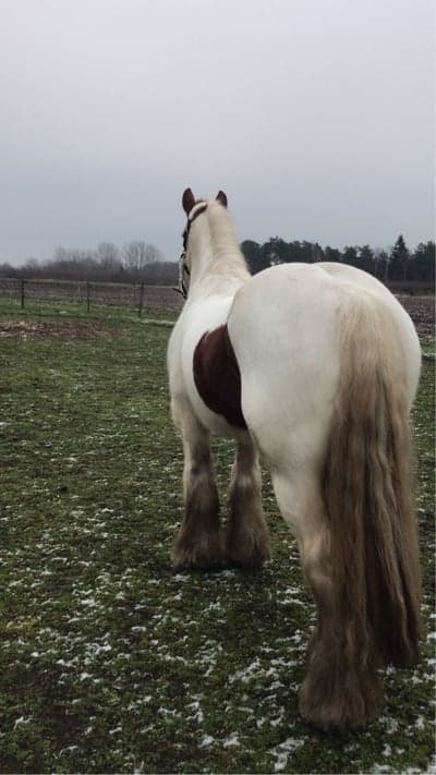Inlägg 20 av Irish Cob med titeln Paddy blev min 🥰