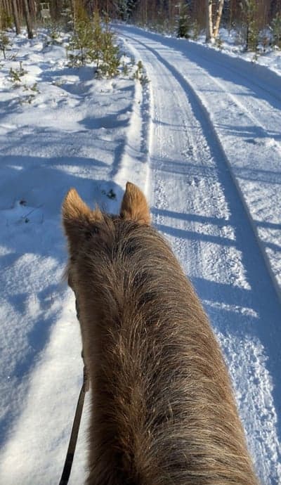 Inlägg 43 av Allround med titeln Glad häst