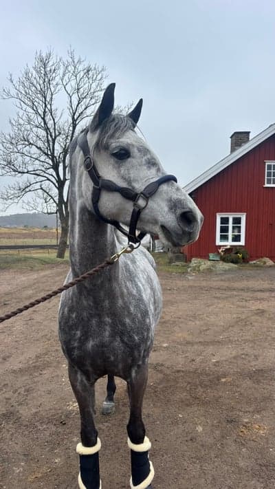 Karolinka