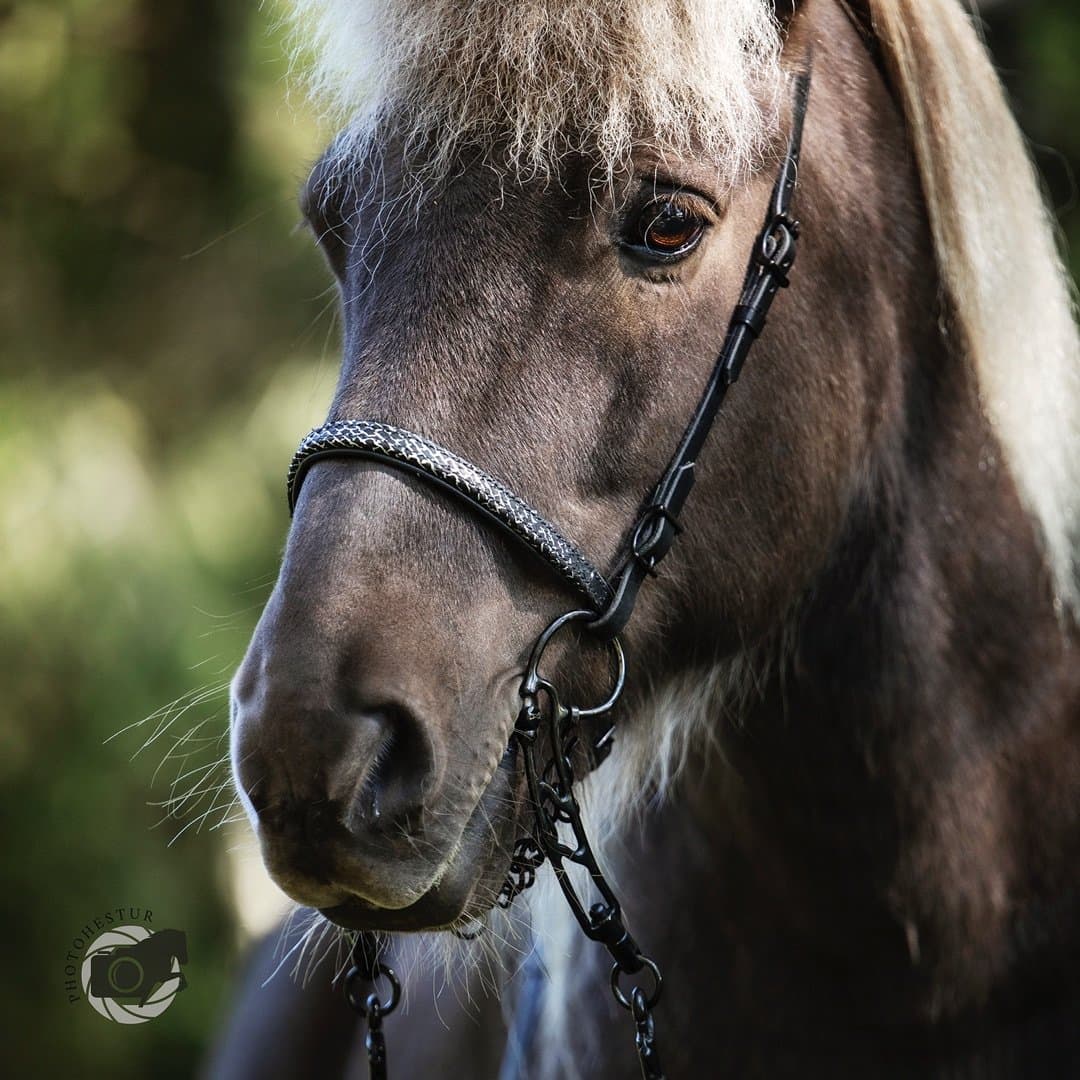 Bild 1 av Gandalf från Gäverstad