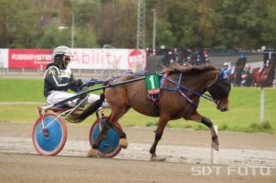 Inlägg 2 av Gotlandsruss med titeln Ponnytrav