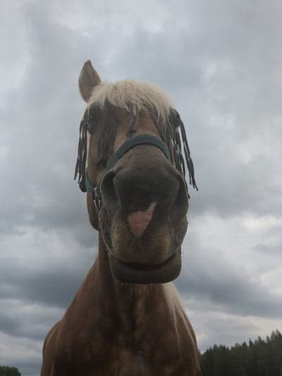 Post 12 of North Swedish Horse with title Ute i hagen efter promenad med uddlex🫶