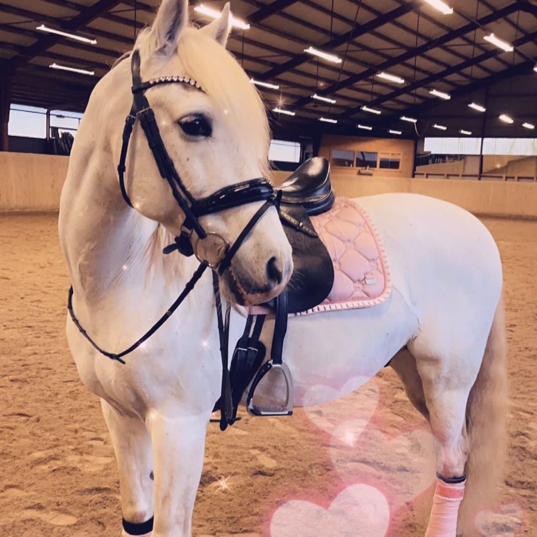 Bild 1 av Glorioso de Jama II