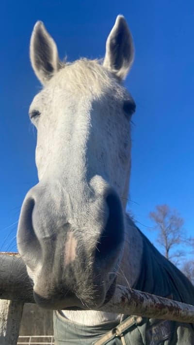 Inlägg 24 av Stambok KWPN med titeln 🍁H Ö S T🍁