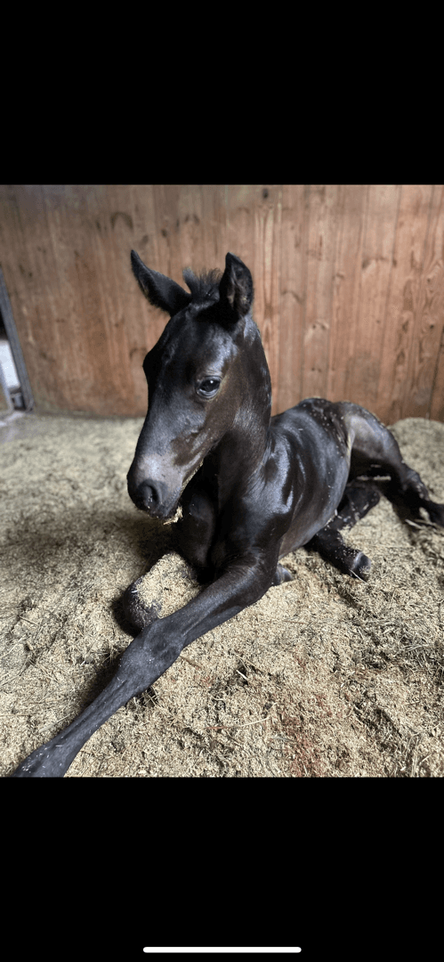 Bild 3 av Blacktown Elwis