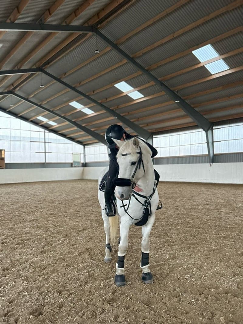 Bild 2 av Maxad D ponny tillsalu