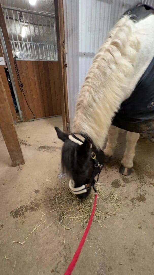 Bild 1 av Dany the man