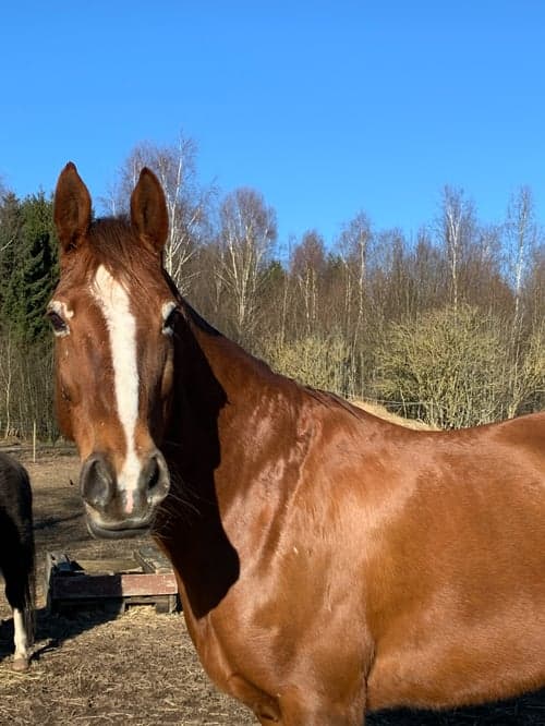 Bild av Sällskapshäst/promenadridning