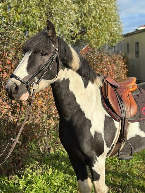 Bild av Ponny med potential