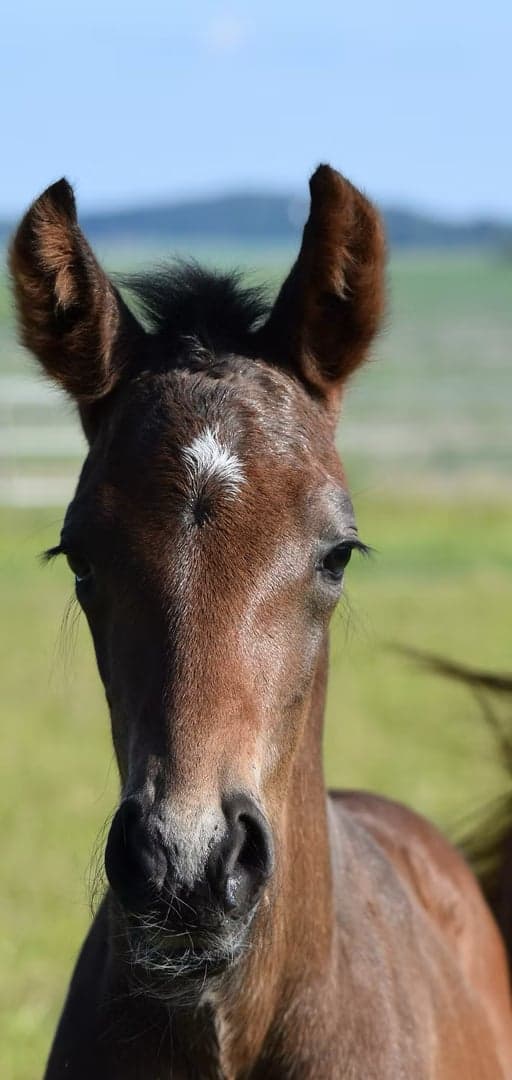 Media 1 av Swedeheart MVG