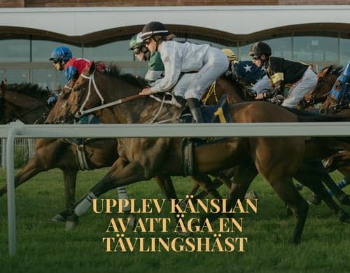 Hästägare för en dag på Bro Park Galopp